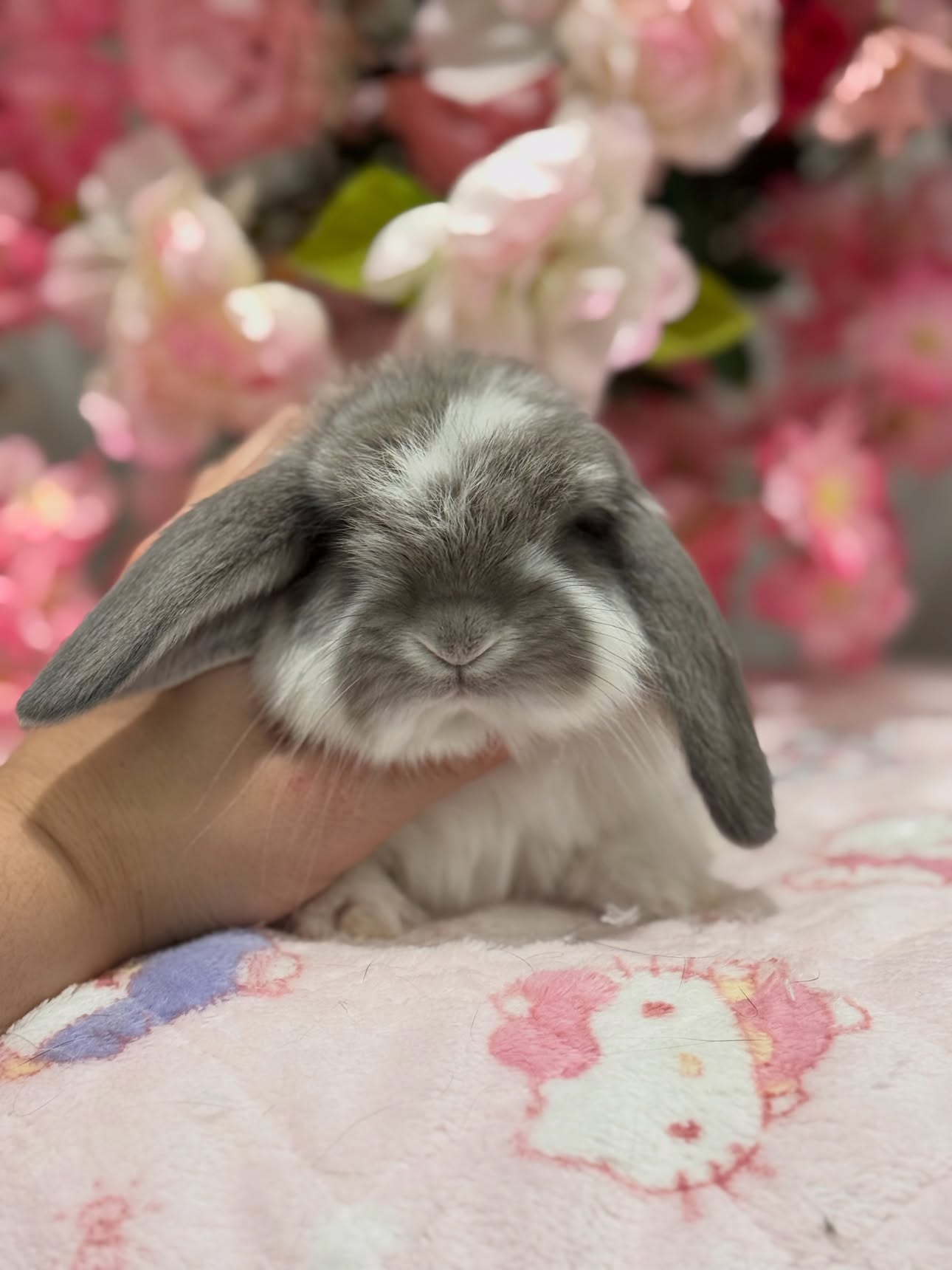 Atlas, a broken squirrel French Lop buck