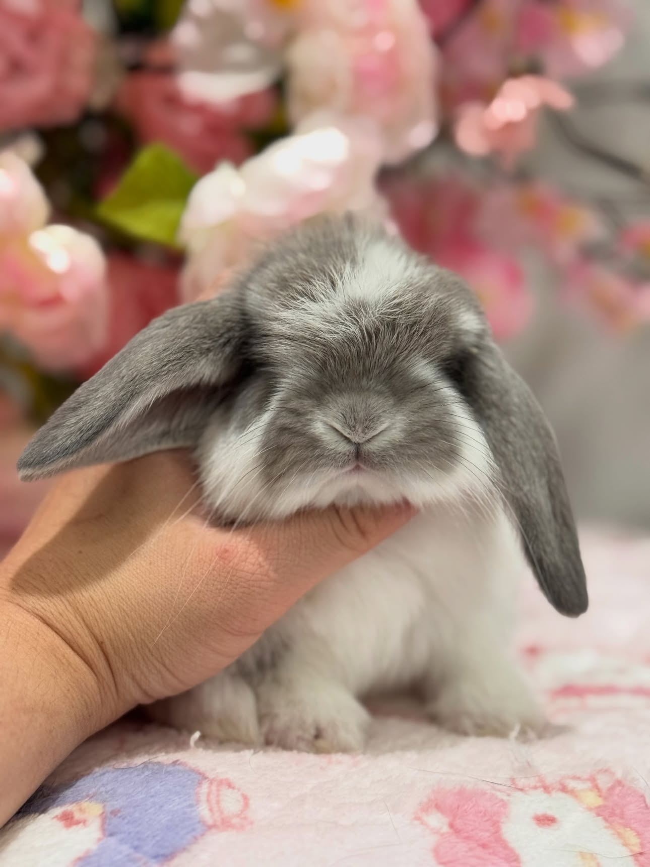 Atlas, a broken squirrel French Lop buck, photo 3