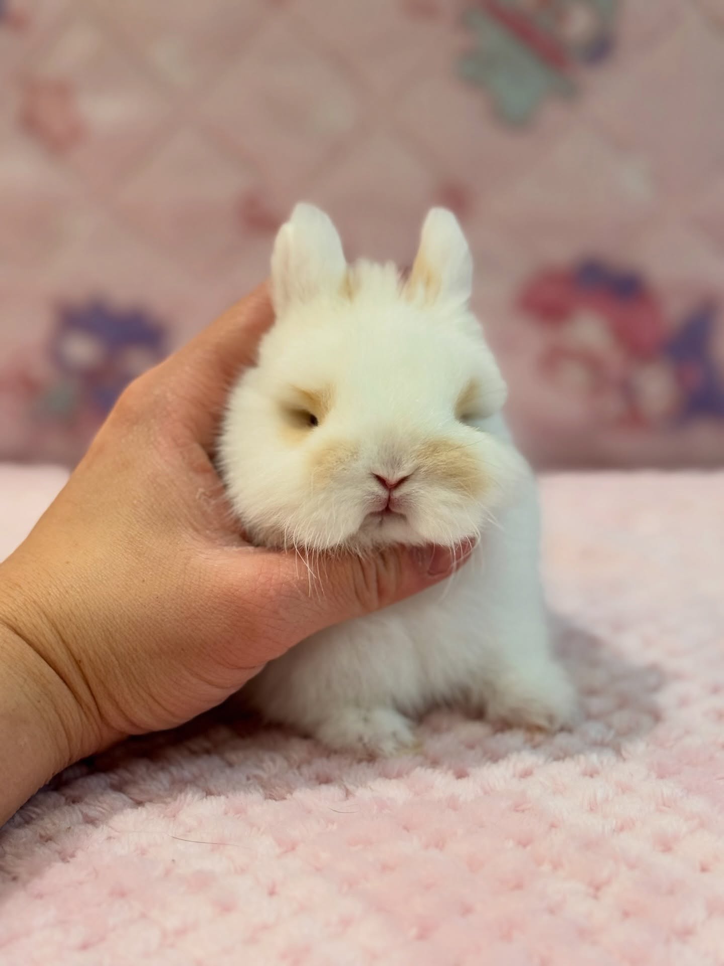 Bandit, a broken fawn Netherland Dwarf buck, photo 2