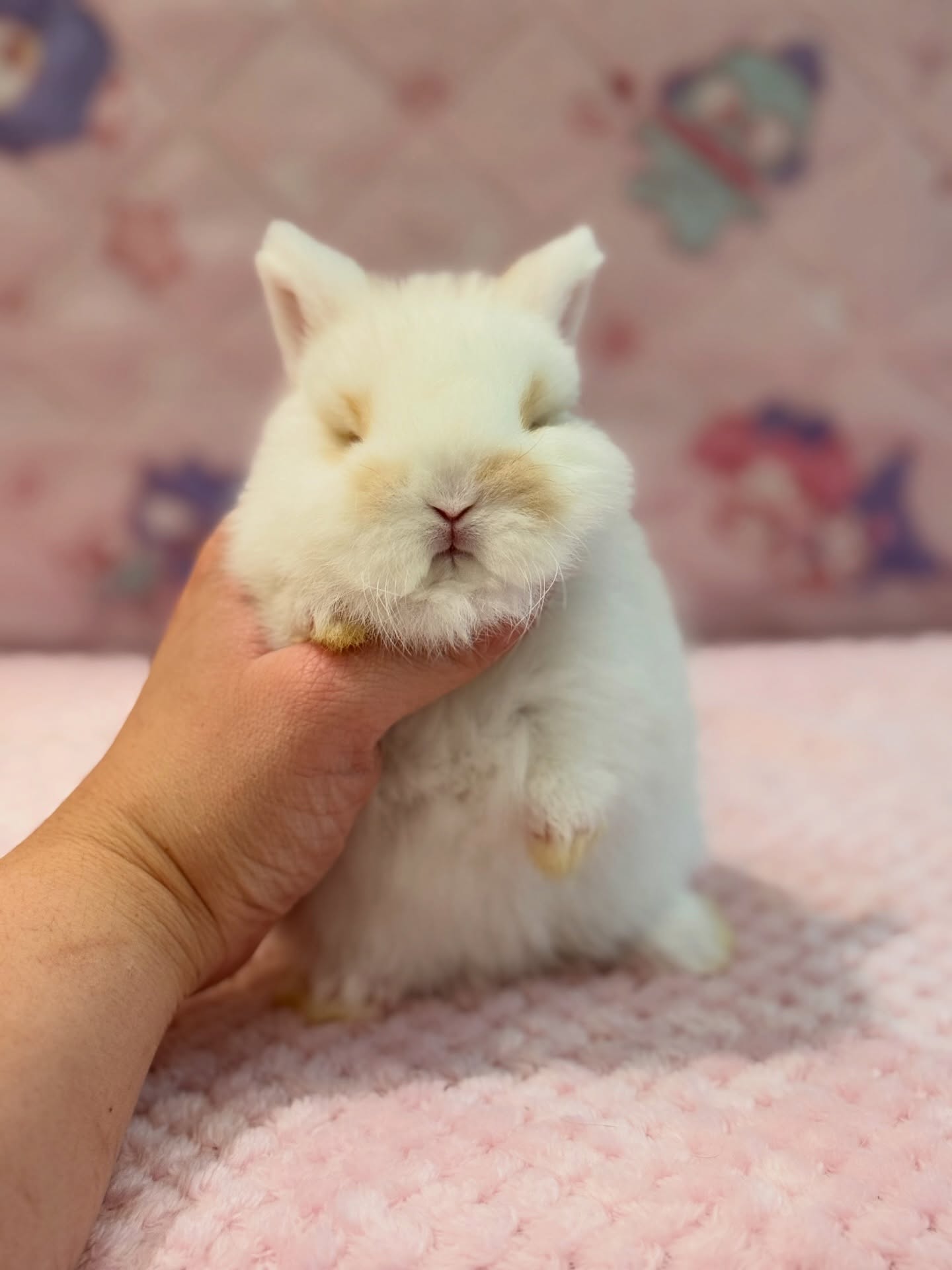 Bandit, a broken fawn Netherland Dwarf buck, photo 3