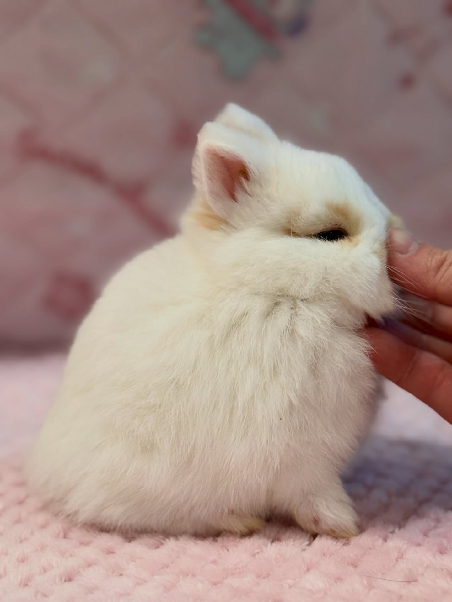 Bandit, a broken fawn Netherland Dwarf buck, photo 4