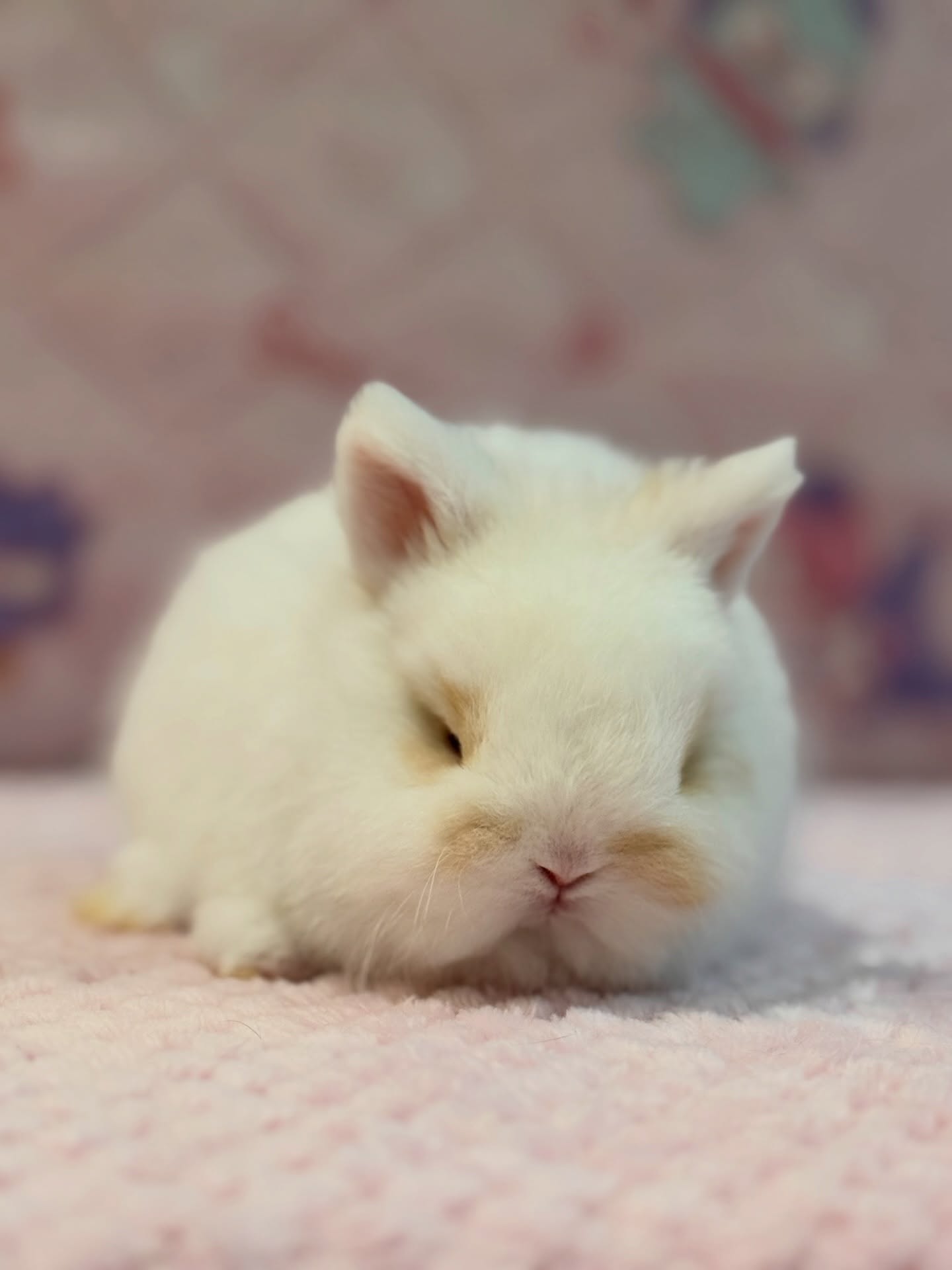 Bandit, a broken fawn Netherland Dwarf buck, photo 5