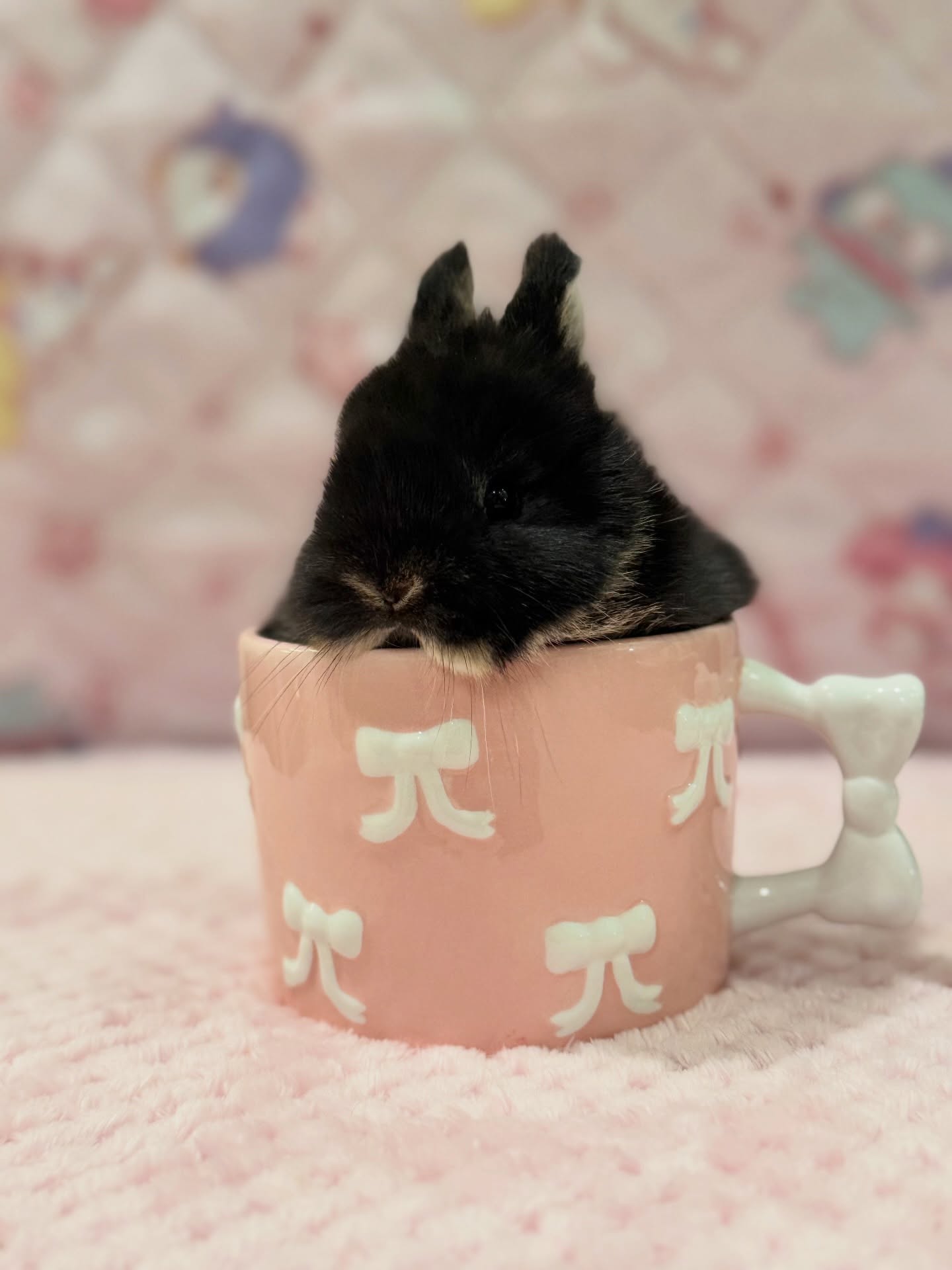 Biscuit, a black otter Netherland Dwarf doe