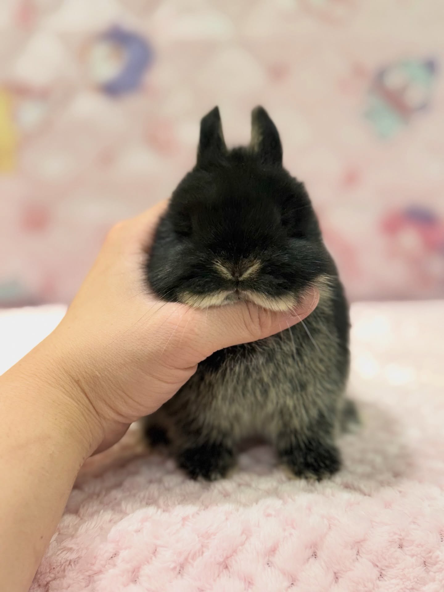 Biscuit, a black otter Netherland Dwarf doe, photo 2