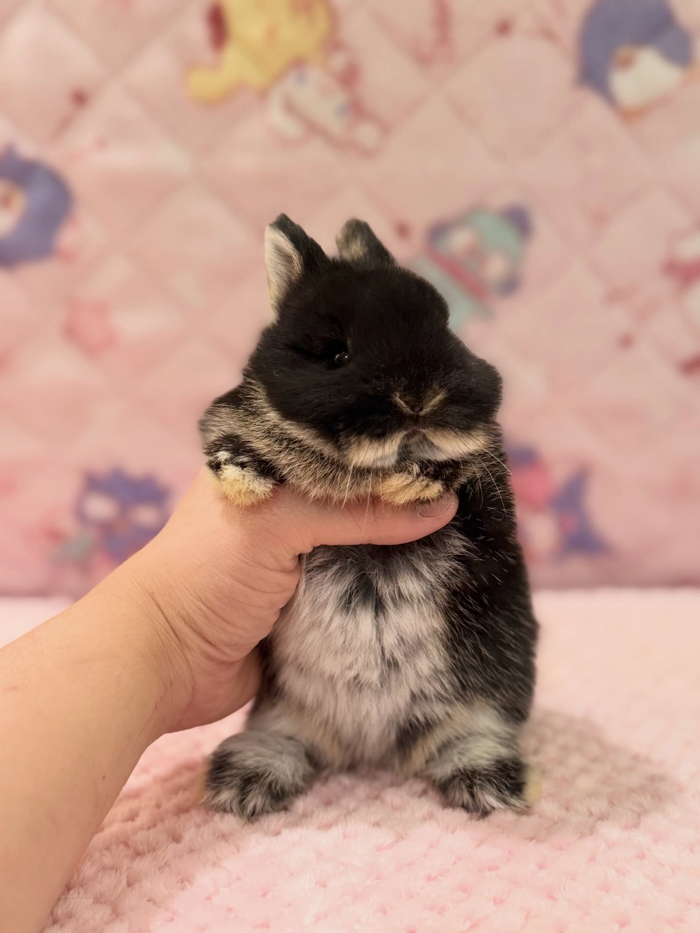 Biscuit, a black otter Netherland Dwarf doe, photo 4