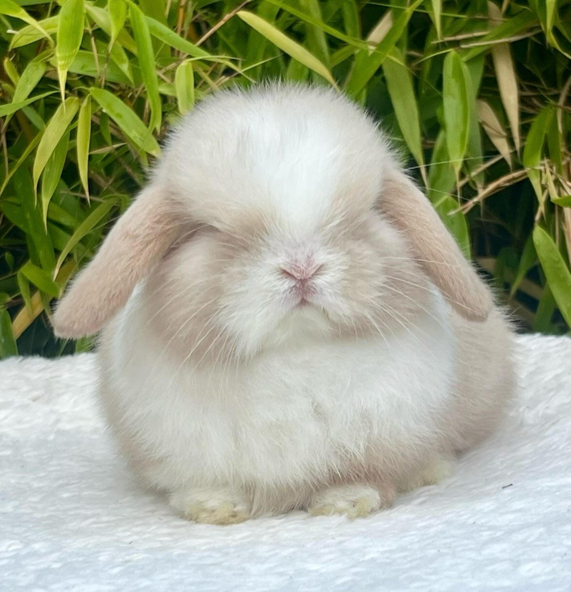 Bruno, a chocolate frosted pearl dutch Mini Lop buck