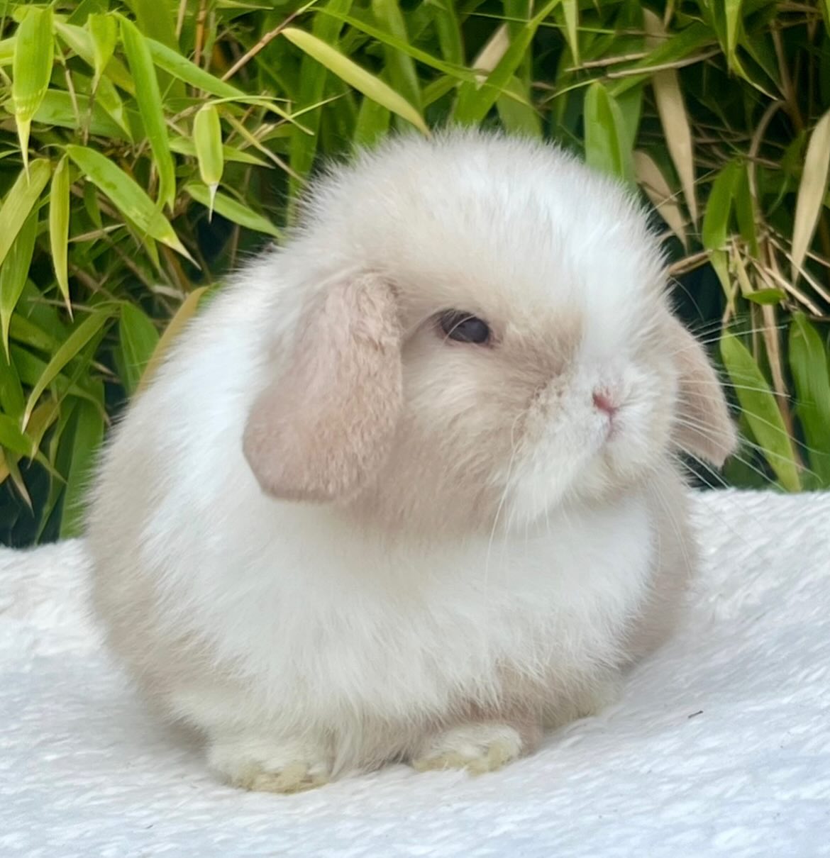 Bruno, a chocolate frosted pearl dutch Mini Lop buck, photo 2