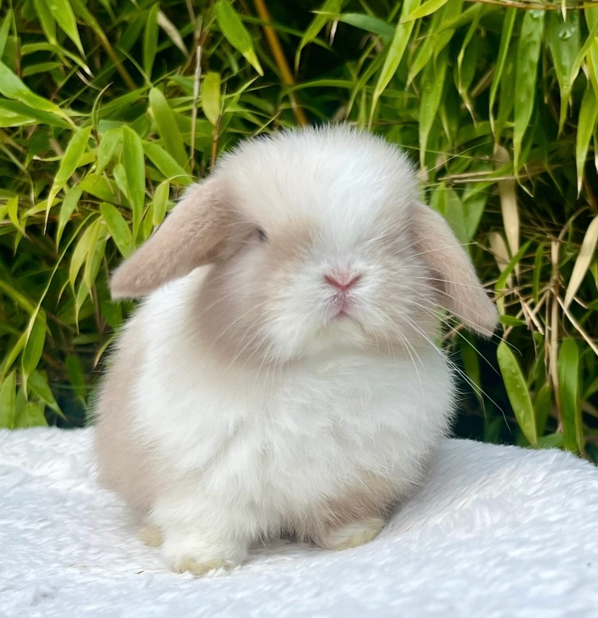Bruno, a chocolate frosted pearl dutch Mini Lop buck, photo 4