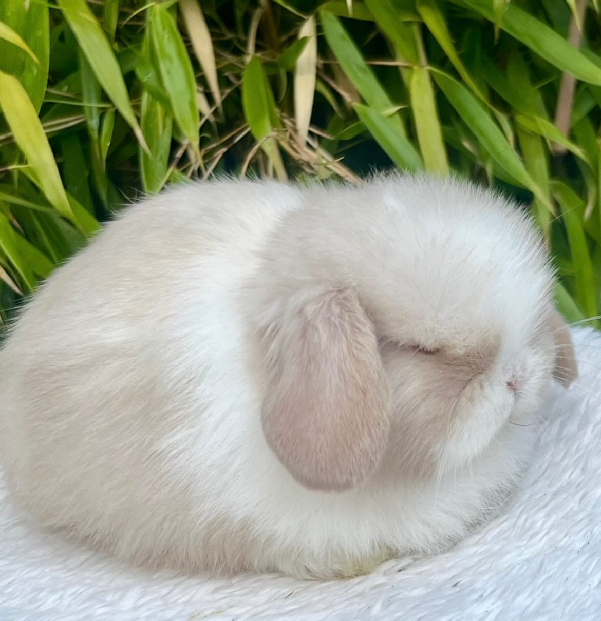 Bruno, a chocolate frosted pearl dutch Mini Lop buck, photo 5