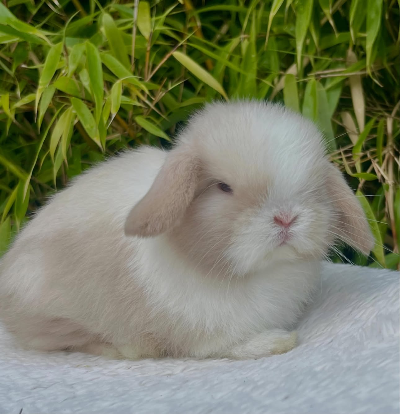 Bruno, a chocolate frosted pearl dutch Mini Lop buck, photo 8