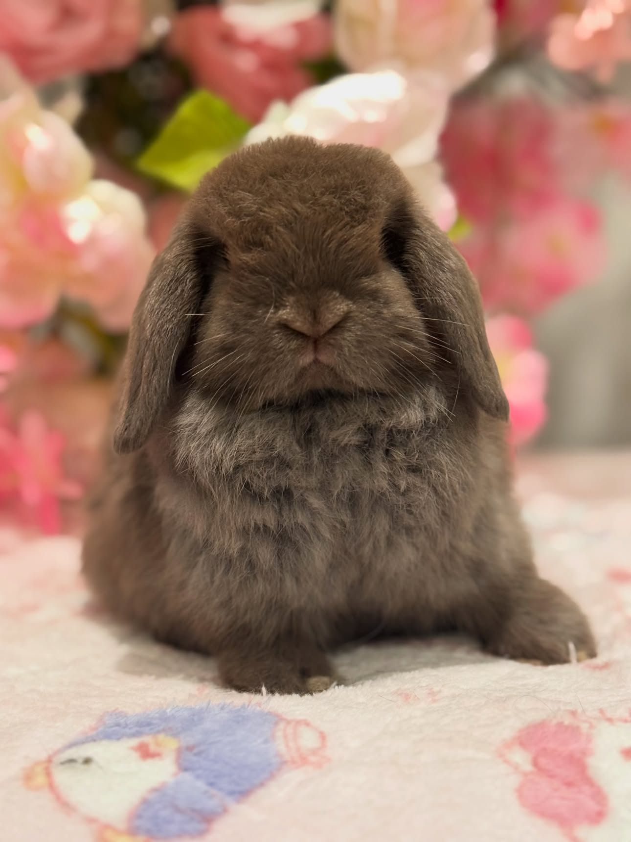 Cocoa, a self choc Holland Lop buck