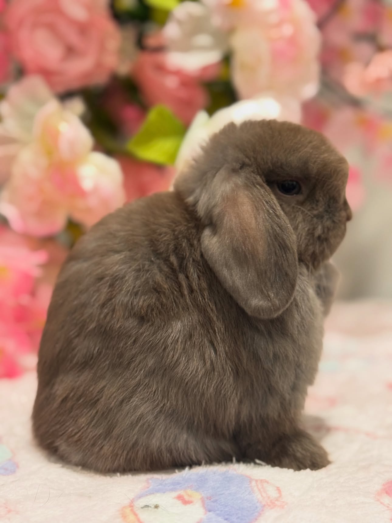 Cocoa, a self choc Holland Lop buck, photo 2