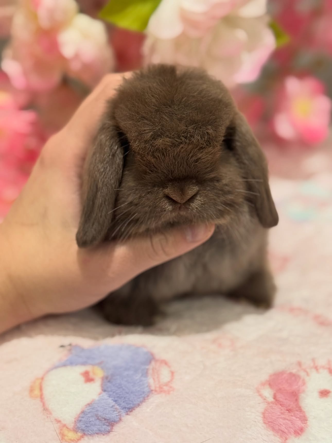 Cocoa, a self choc Holland Lop buck, photo 3