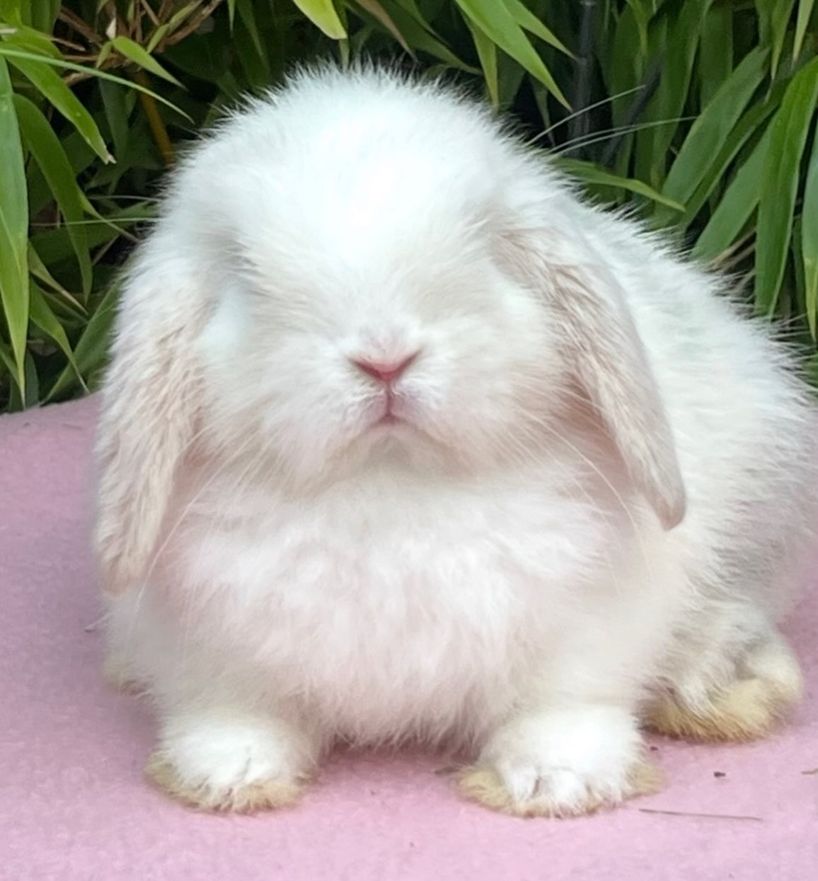 Domino, a lilac point magpie split Mini Lop buck, photo 2