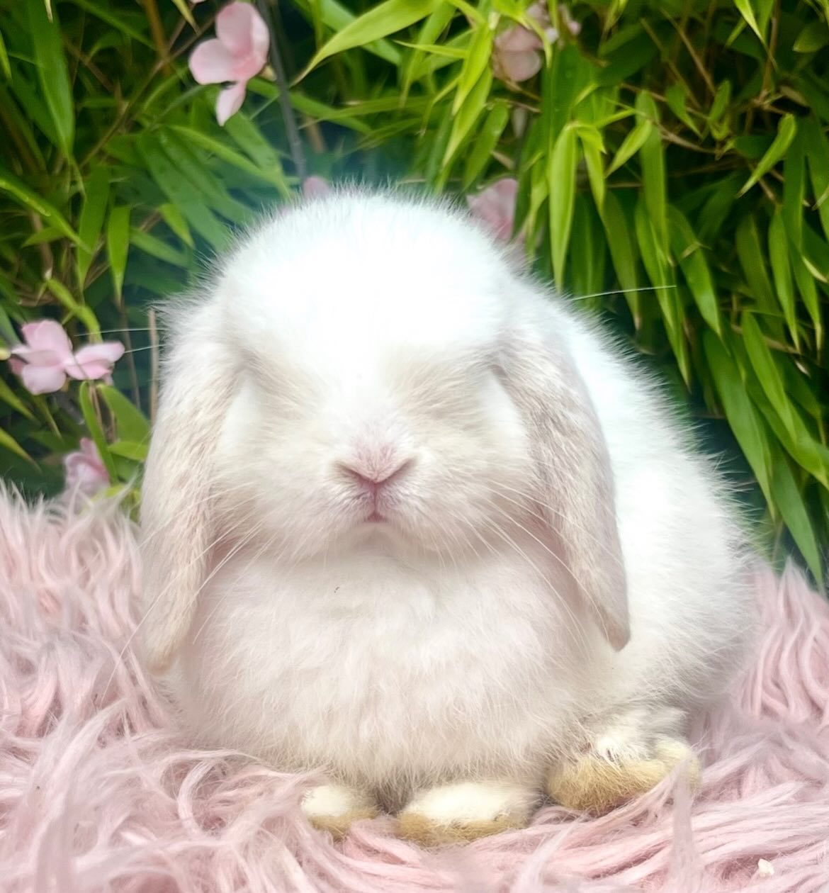 Domino, a lilac point magpie split Mini Lop buck, photo 3
