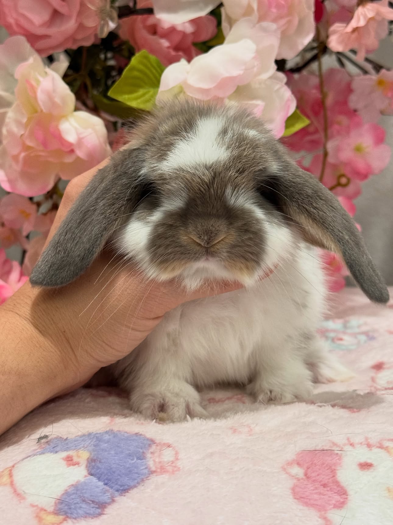 Juno, a broken opal French Lop doe
