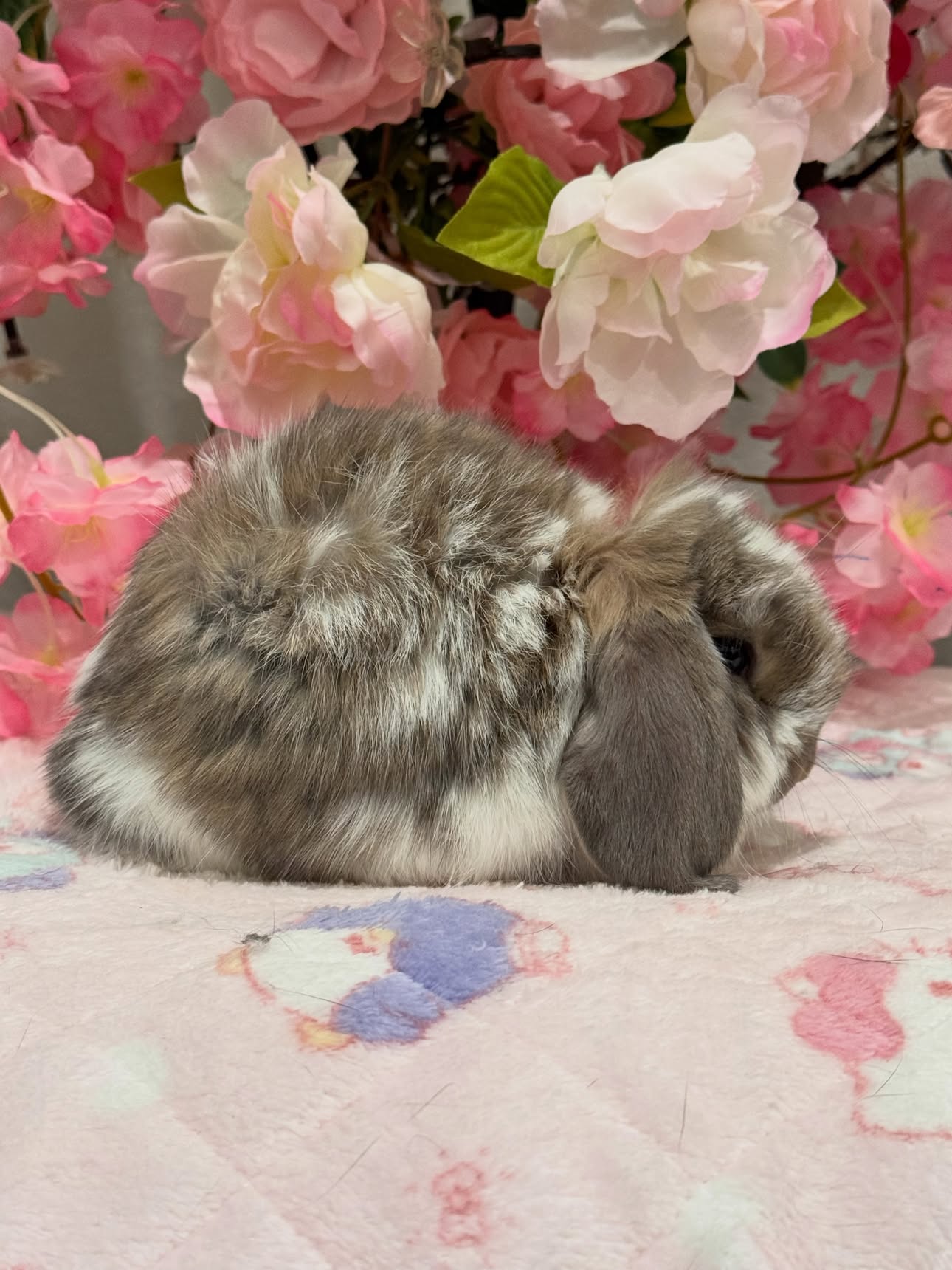 Juno, a broken opal French Lop doe, photo 2