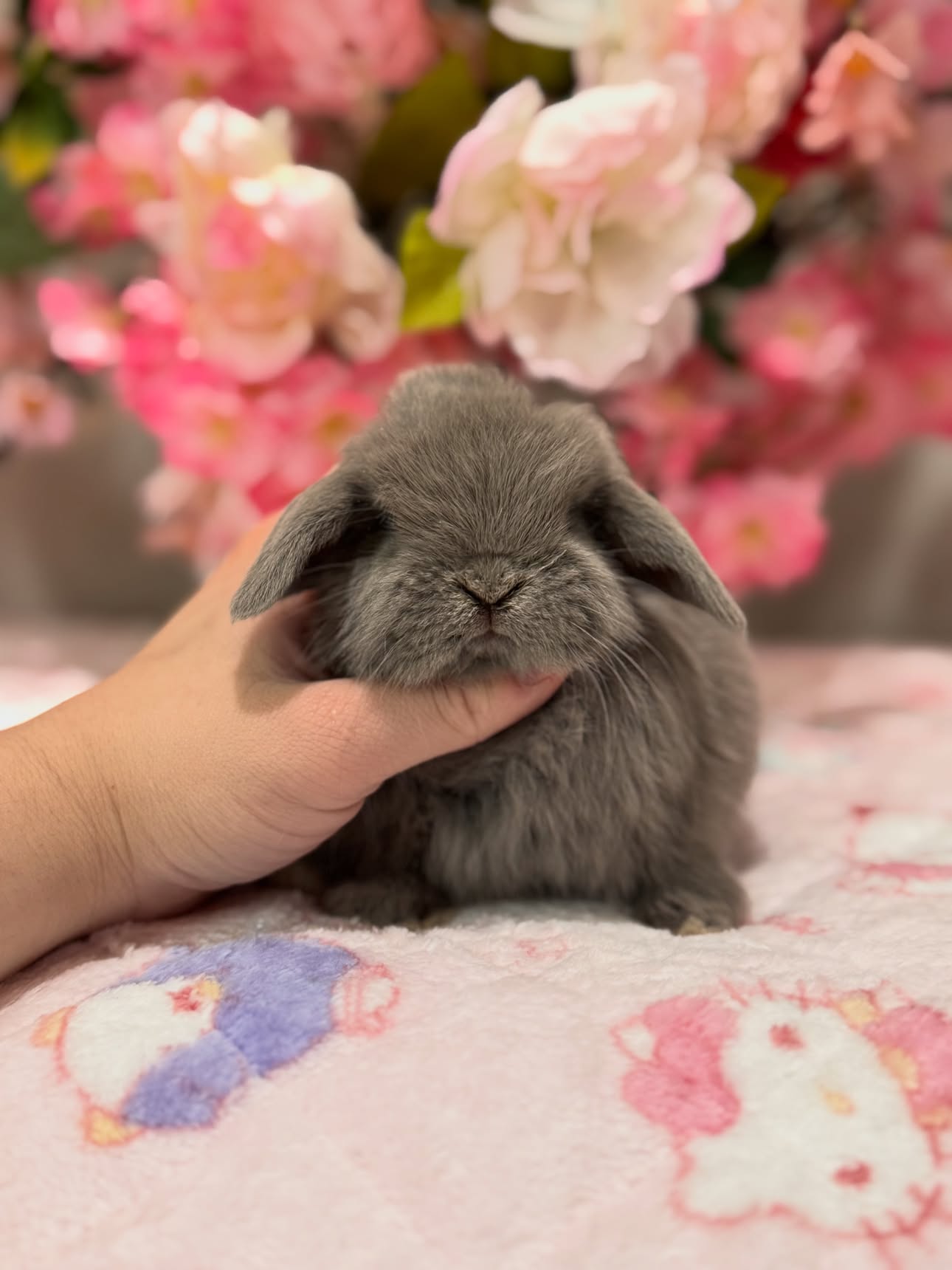 Lila, a lilac self Holland Lop doe