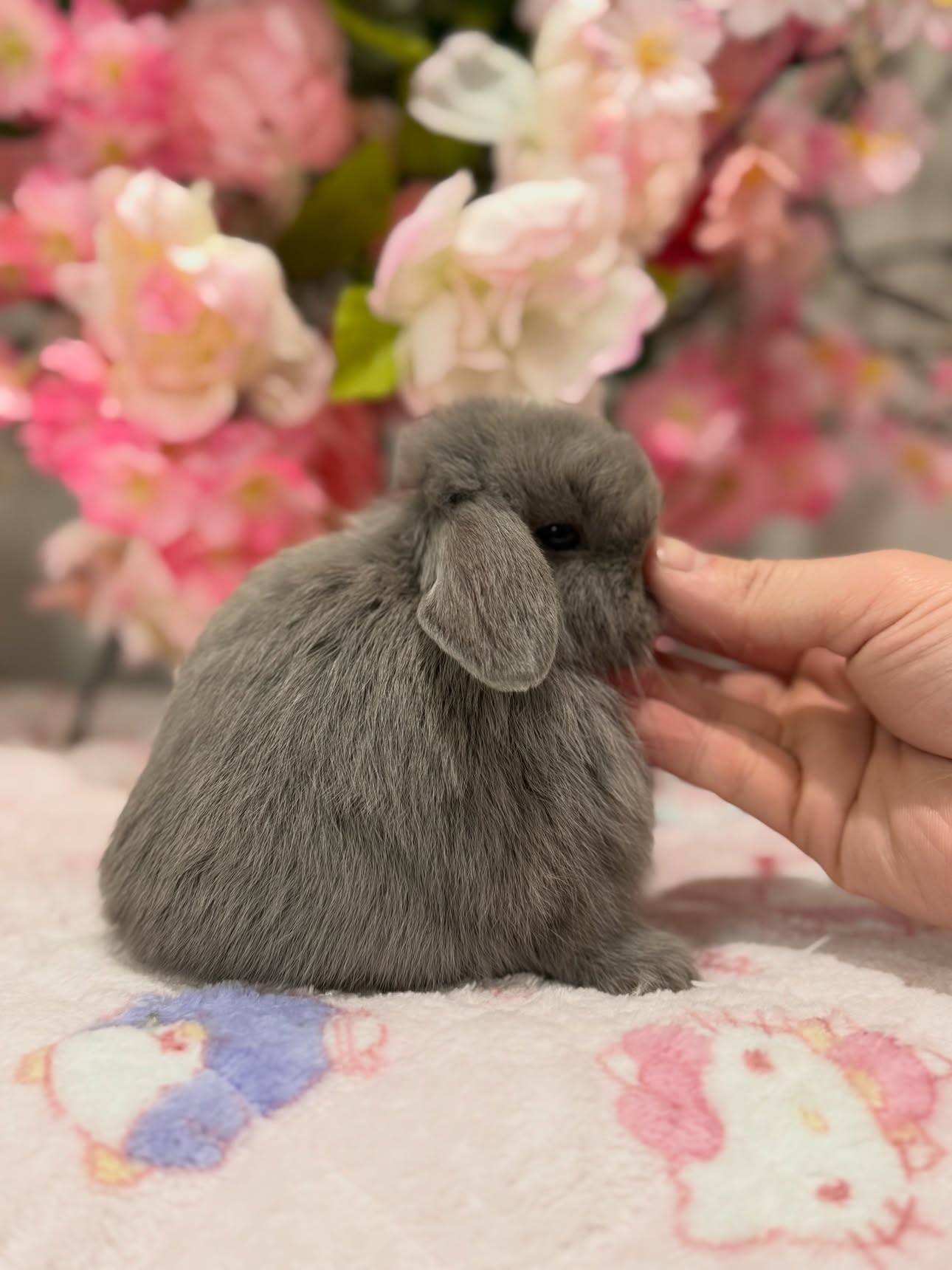 Lila, a lilac self Holland Lop doe, photo 2