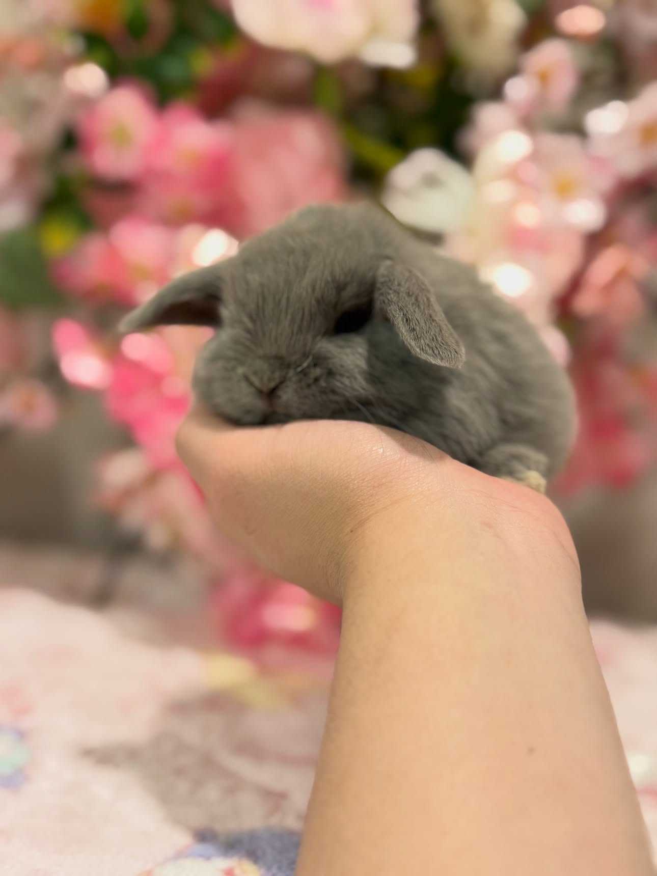Lila, a lilac self Holland Lop doe, photo 3