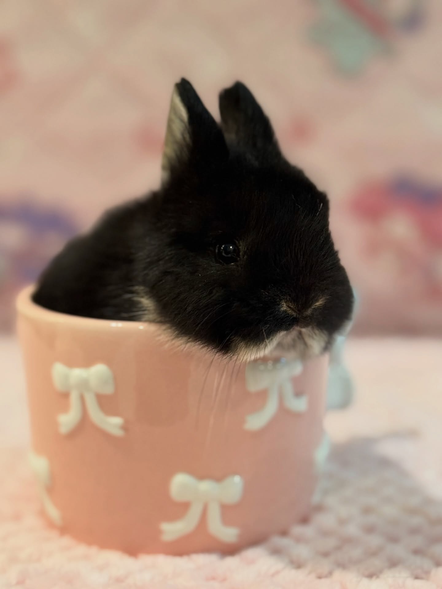Mocha, a black otter Netherland Dwarf buck