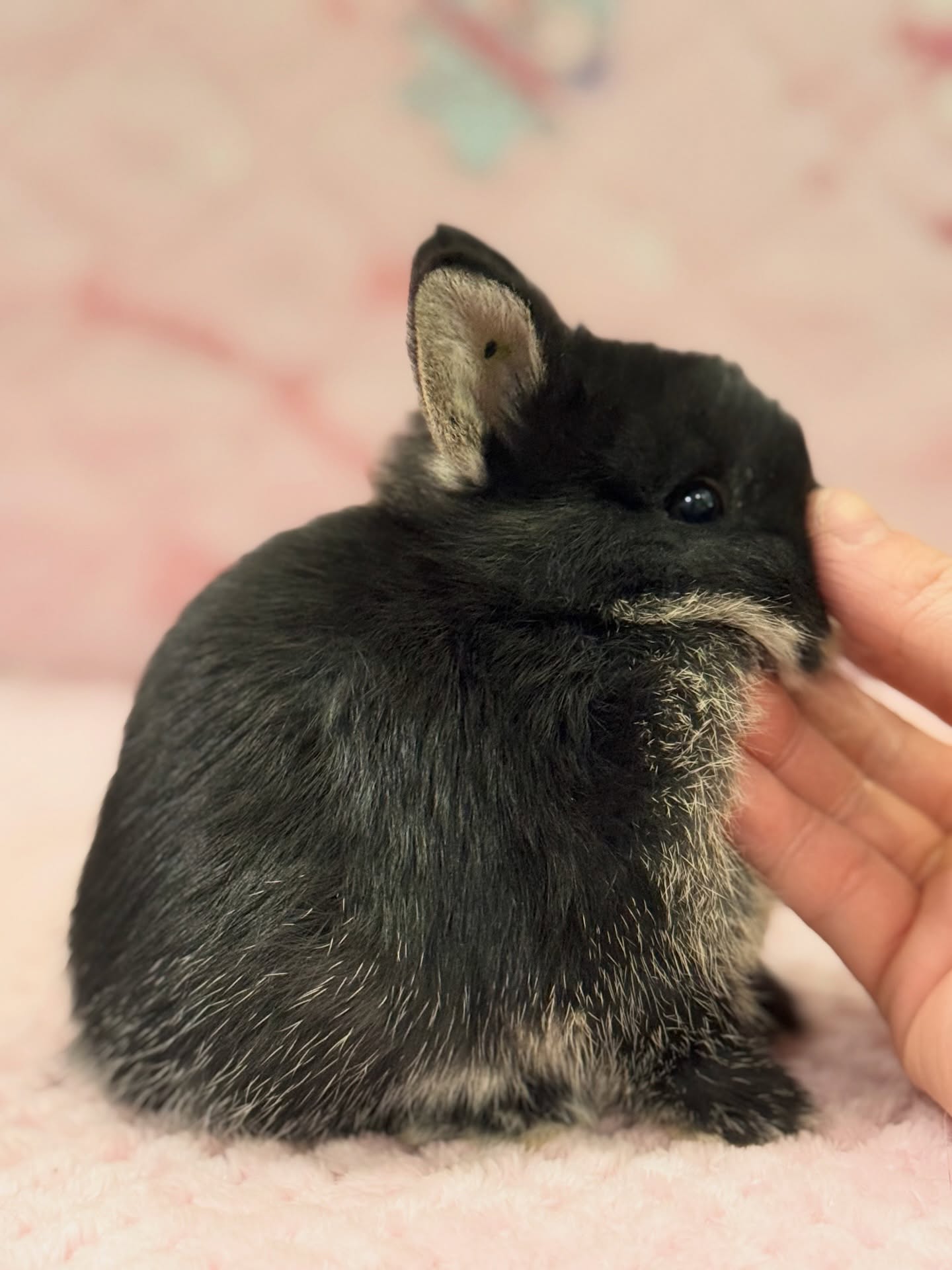 Mocha, a black otter Netherland Dwarf buck, photo 2