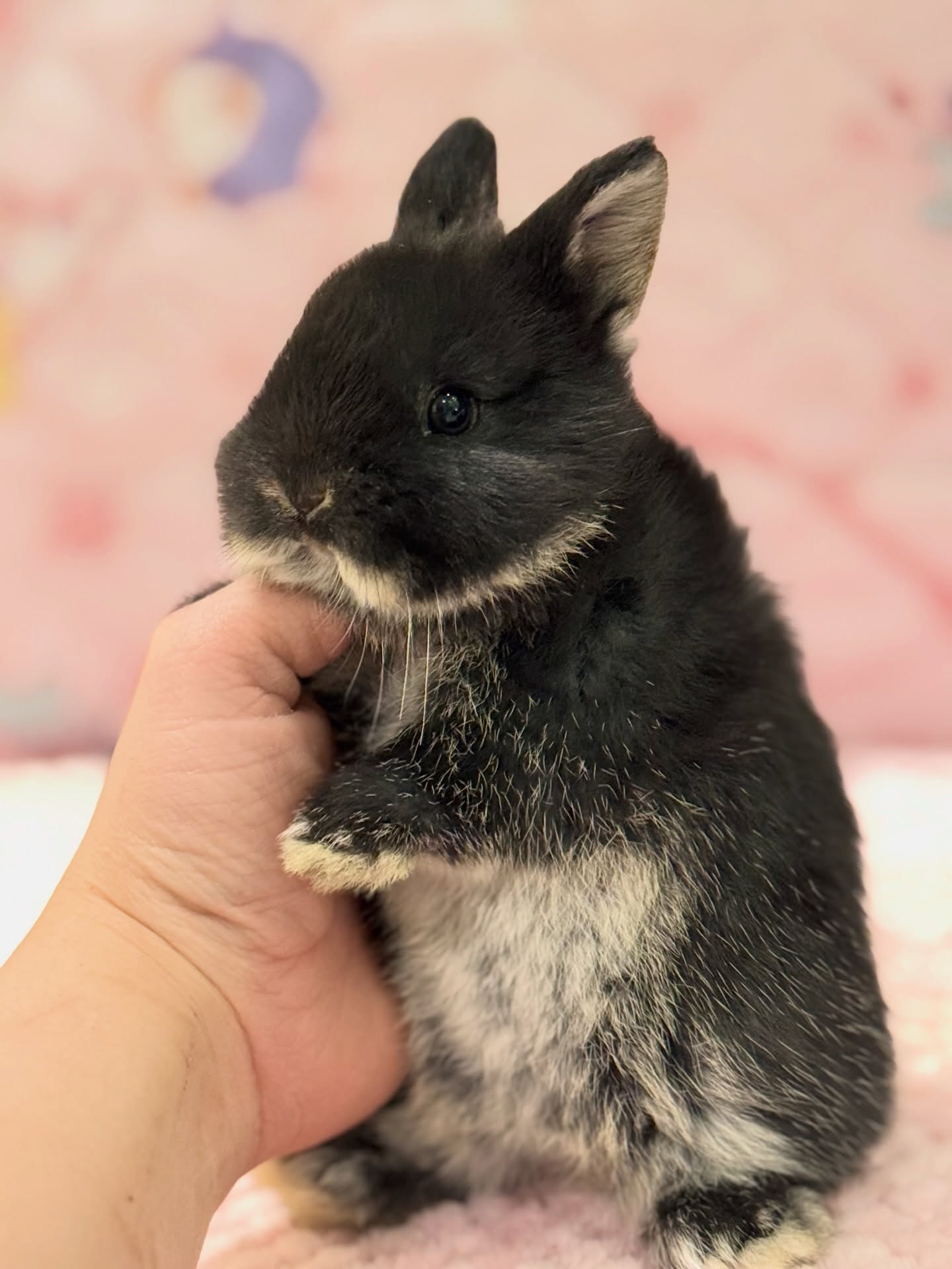 Mocha, a black otter Netherland Dwarf buck, photo 3