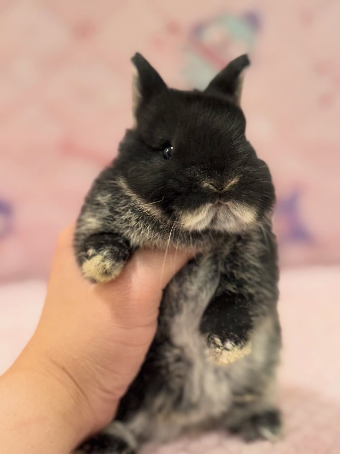 Mocha, a black otter Netherland Dwarf buck, photo 4