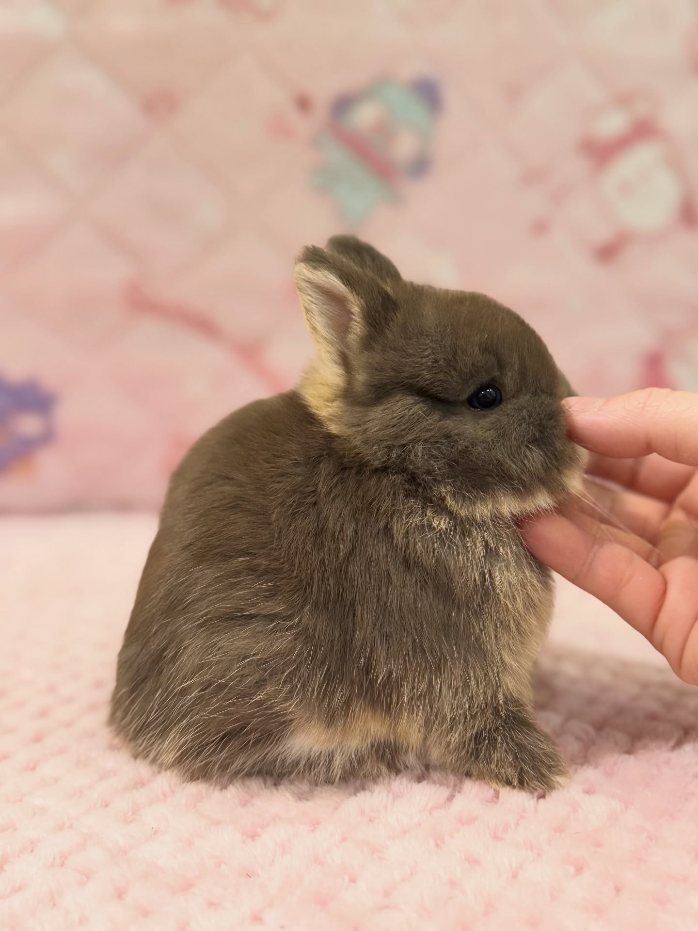 Nova, a chocolate otter Netherland Dwarf doe, photo 2