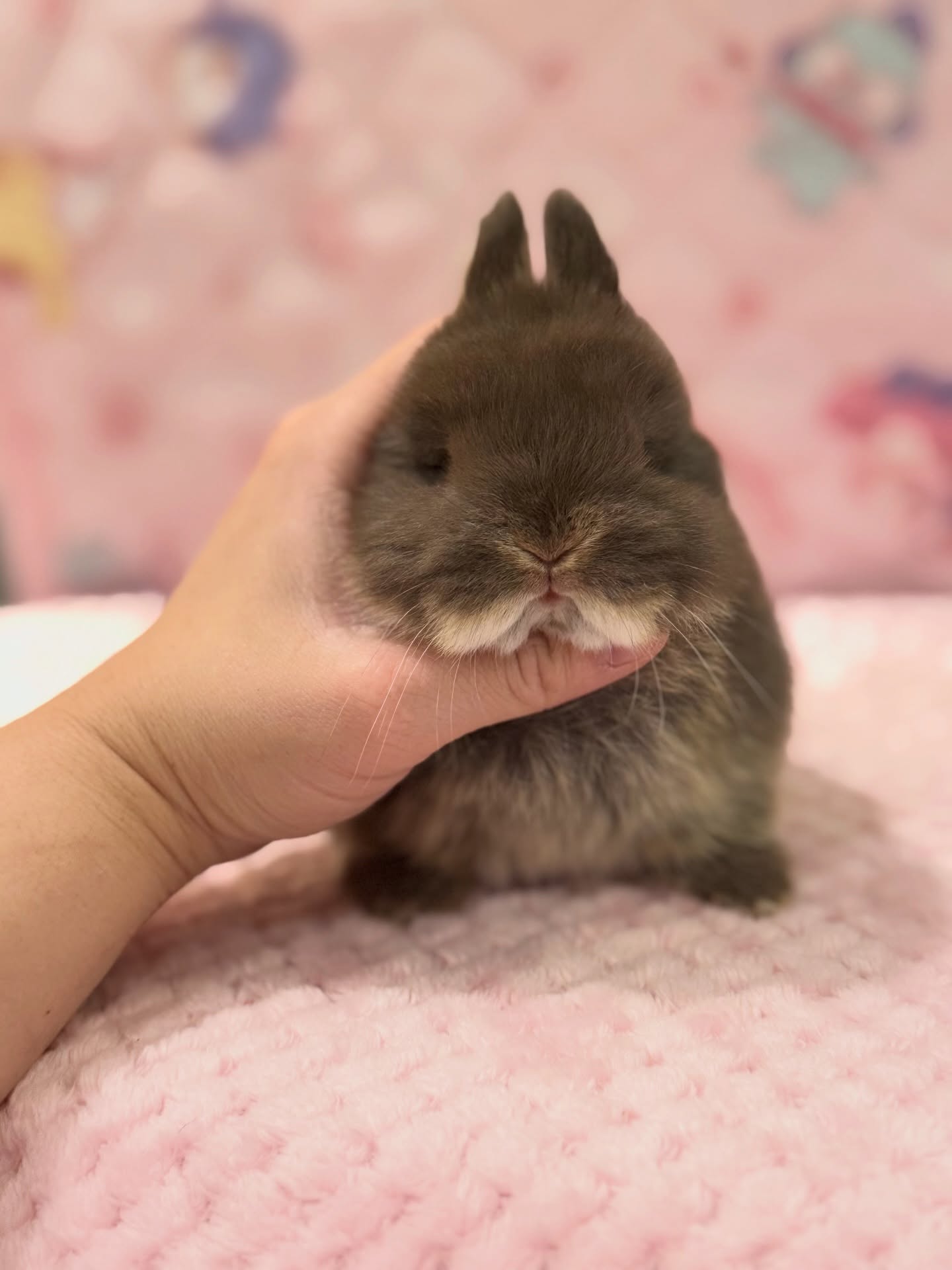 Nova, a chocolate otter Netherland Dwarf doe, photo 3