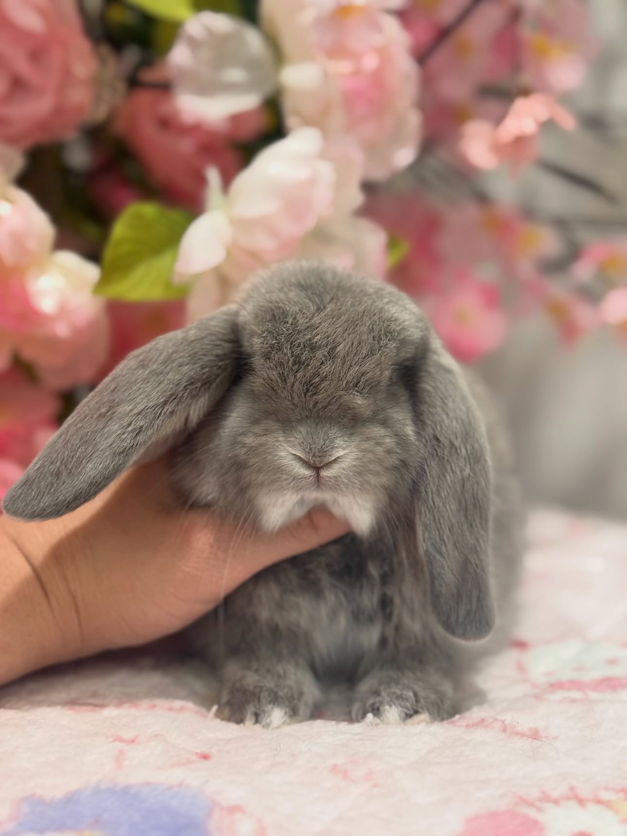 Ollie, a squirrel French Lop doe