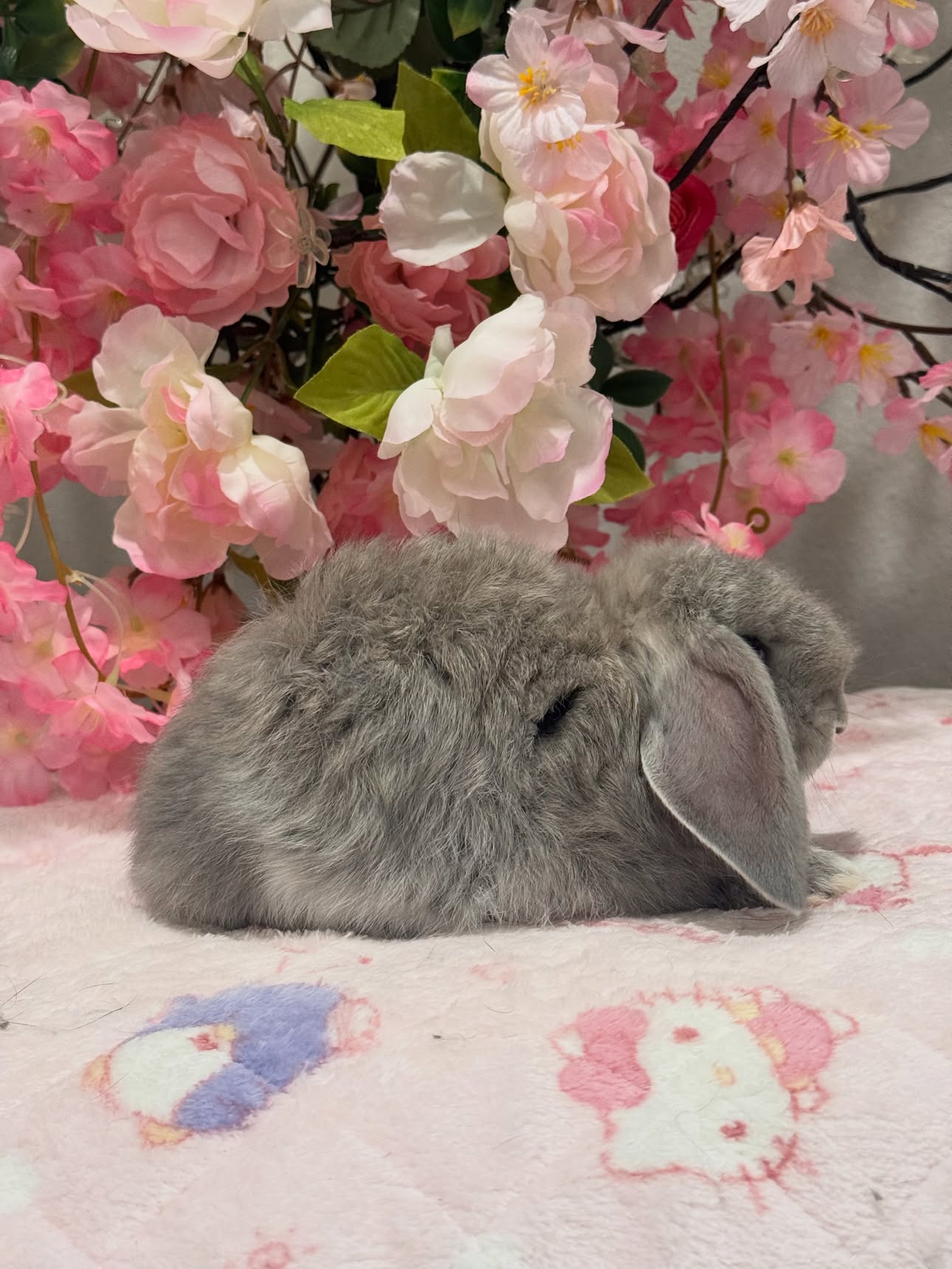 Ollie, a squirrel French Lop doe, photo 2