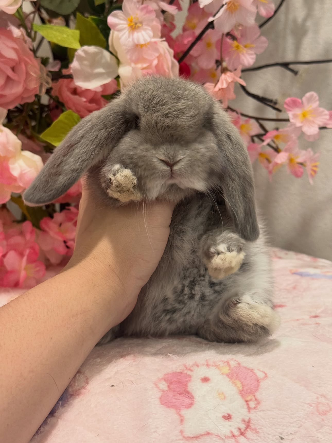 Ollie, a squirrel French Lop doe, photo 3