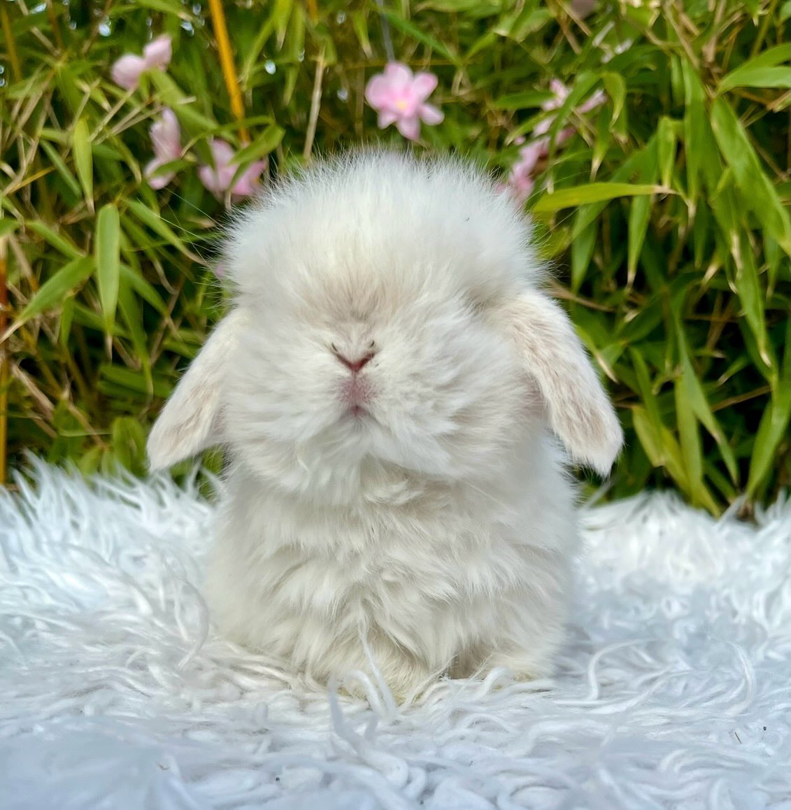 Pearl, a chocolate frosted pearl fox vienna marked Mini Lop doe