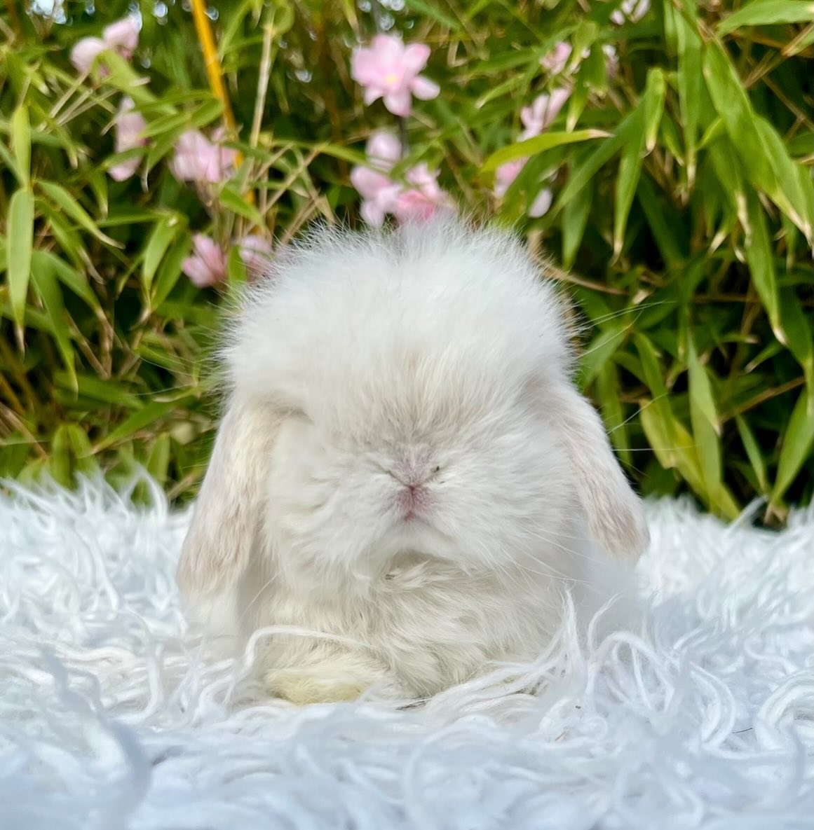Pearl, a chocolate frosted pearl fox vienna marked Mini Lop doe, photo 3