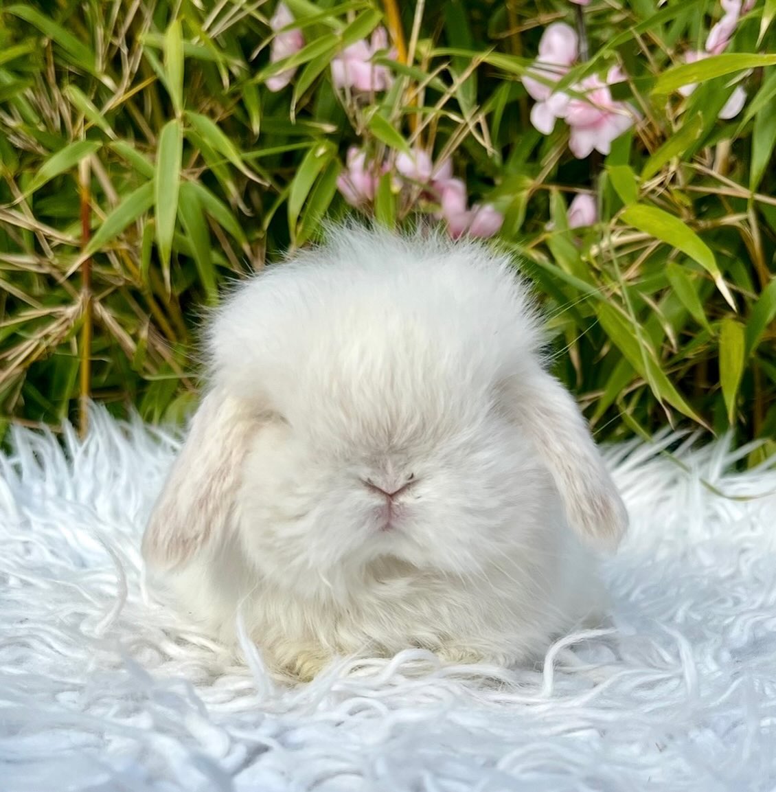Pearl, a chocolate frosted pearl fox vienna marked Mini Lop doe, photo 4