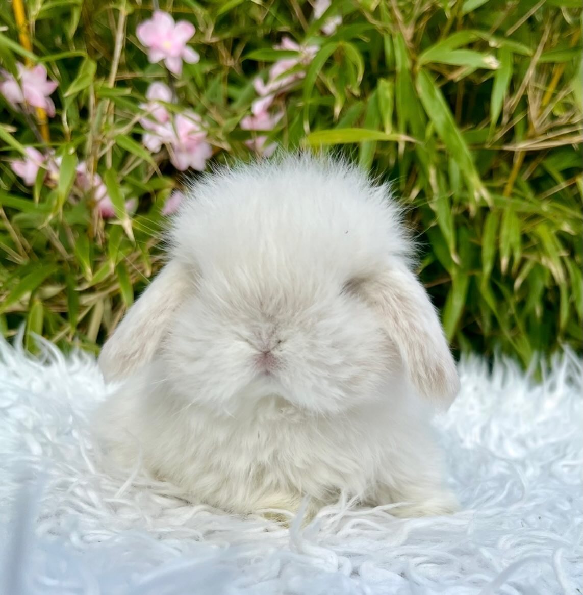 Pearl, a chocolate frosted pearl fox vienna marked Mini Lop doe, photo 5