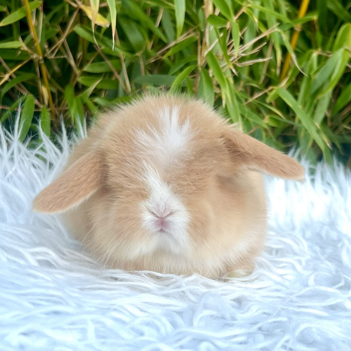 Pixie, a chocolate harlequin otter ha Mini Lop doe, photo 4