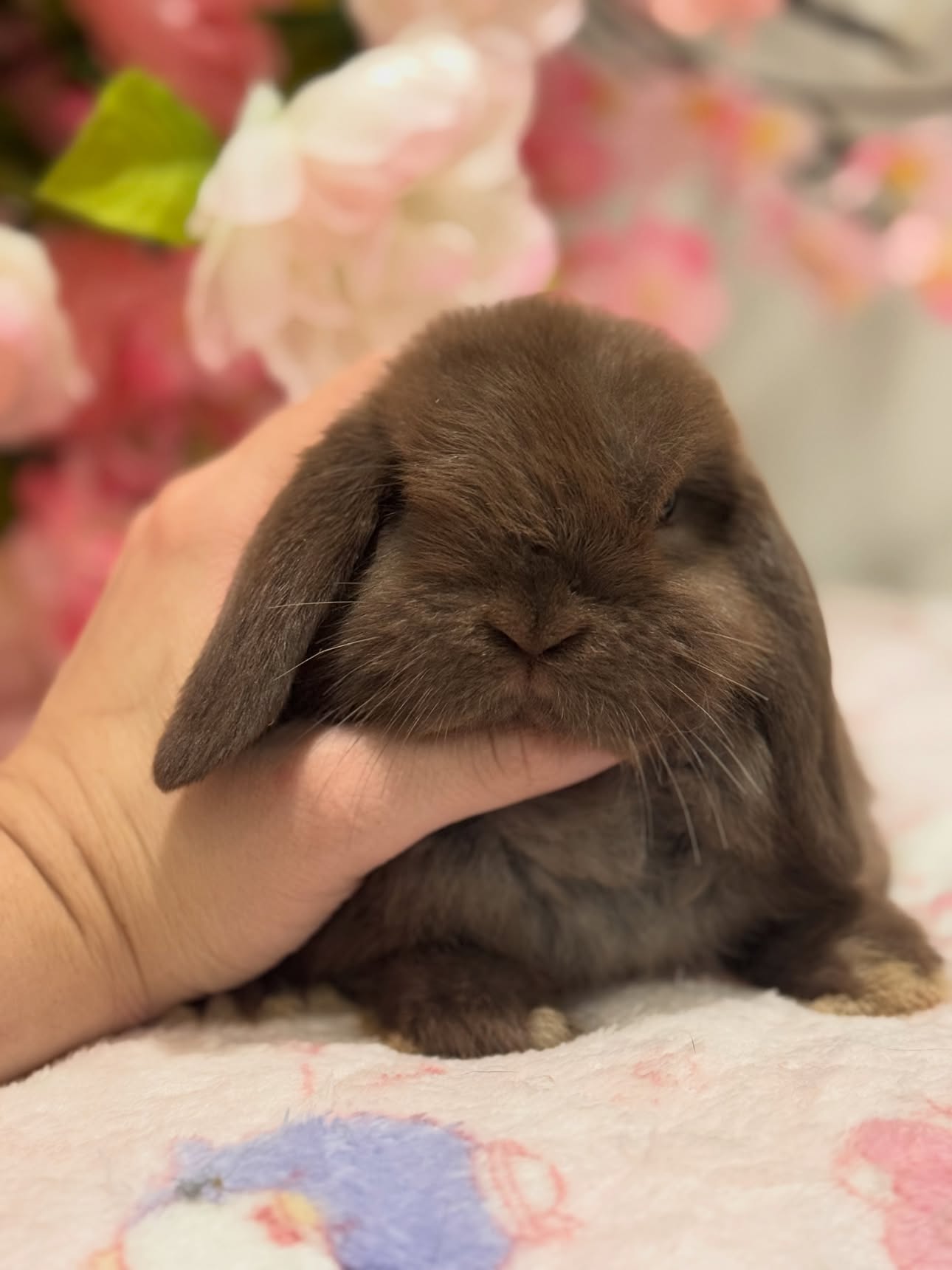 Truffle, a self choc Holland Lop buck