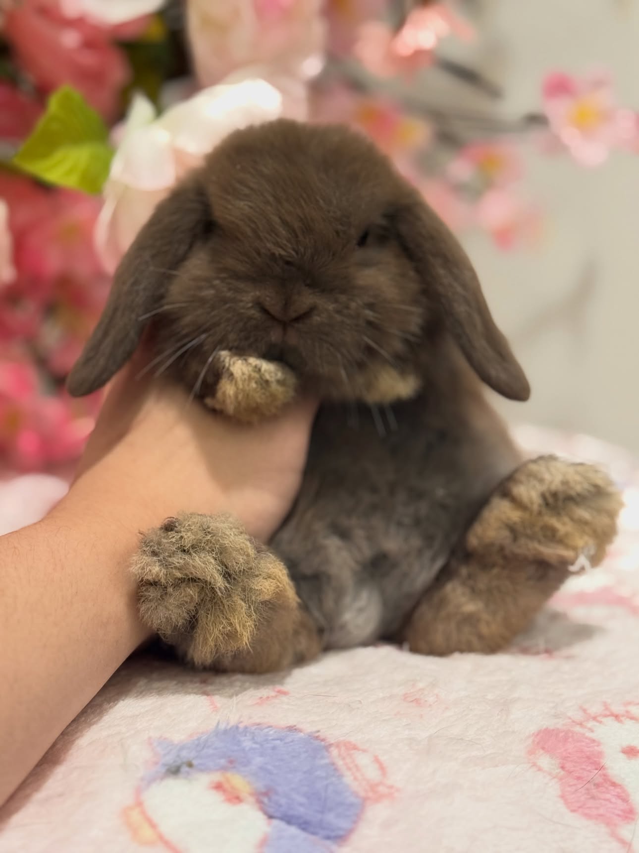Truffle, a self choc Holland Lop buck, photo 2