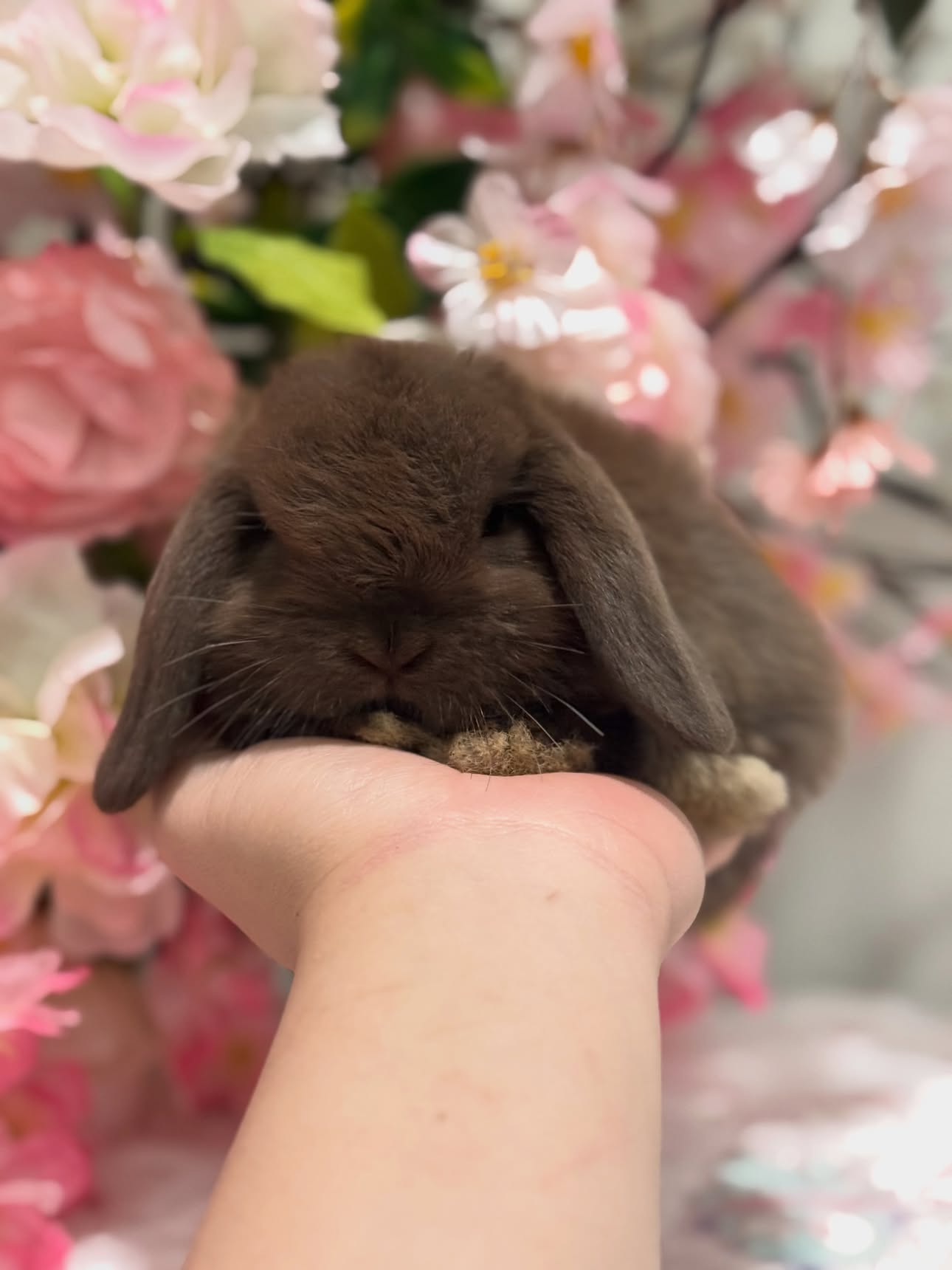 Truffle, a self choc Holland Lop buck, photo 3