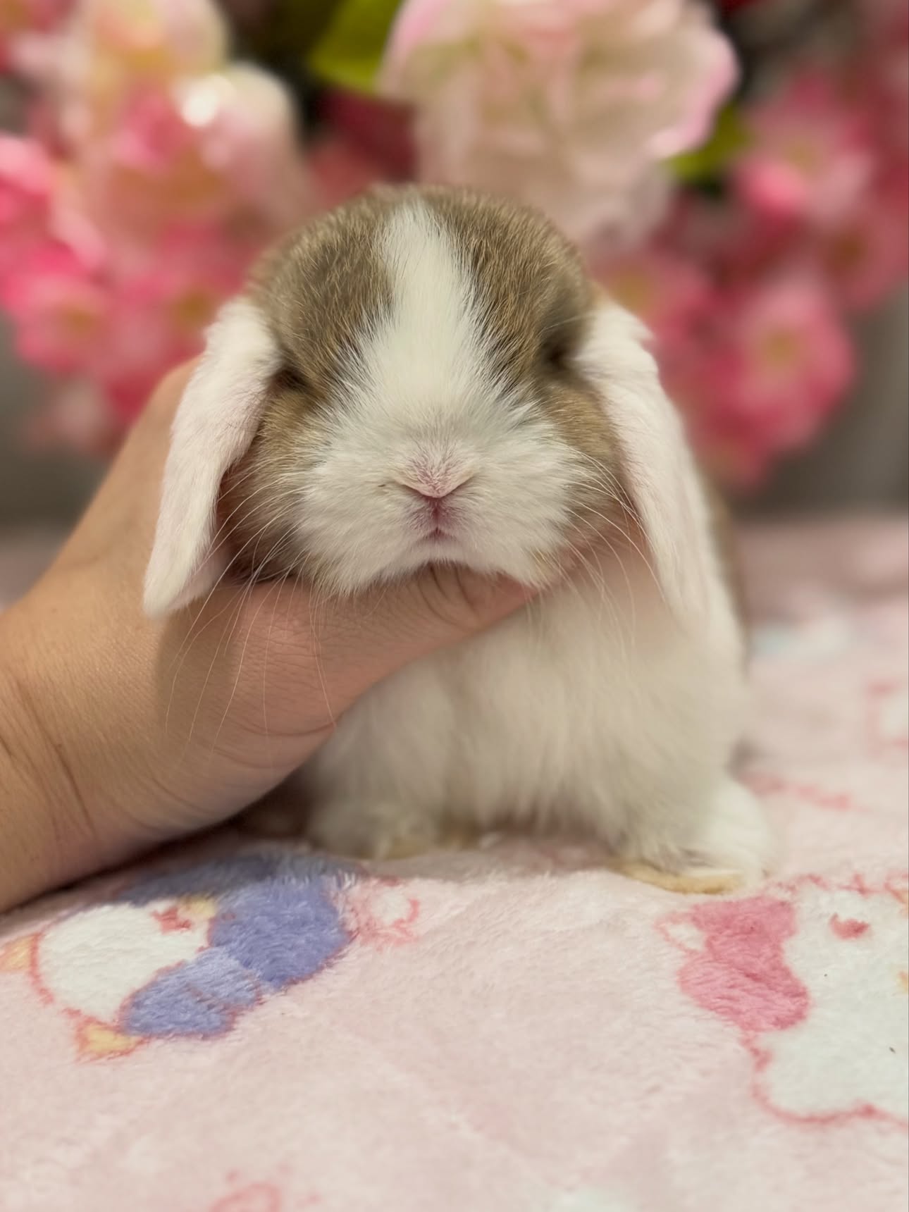 Willow, a chocolate agouti white ear Holland Lop doe