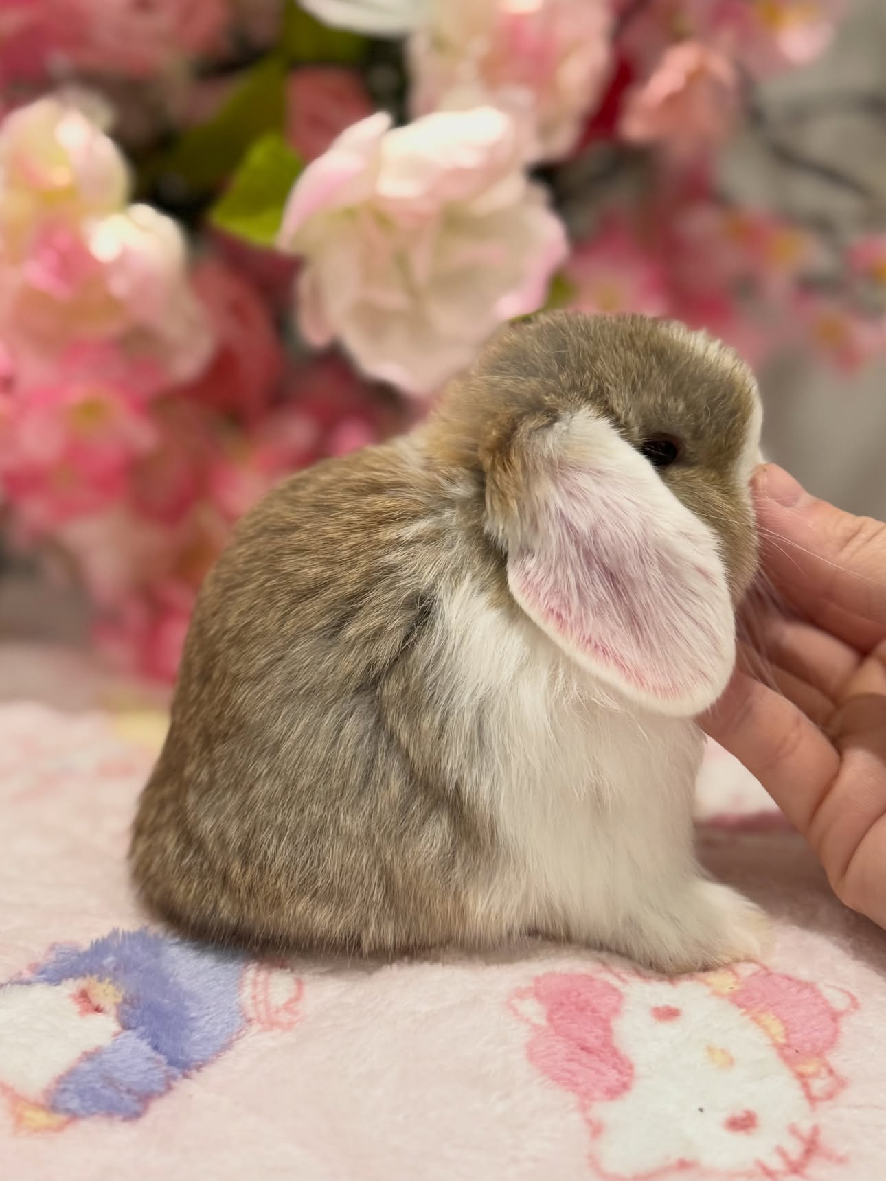 Willow, a chocolate agouti white ear Holland Lop doe, photo 2