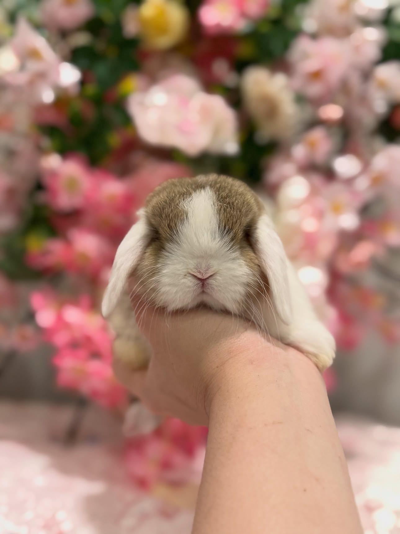 Willow, a chocolate agouti white ear Holland Lop doe, photo 3